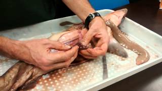 Shark Dissection and Anatomy (Biology121 VIU)