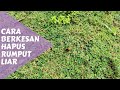 Tips Hapus Rumpai Rumput Karpet