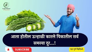 आता होतील #ऊन्हाळी #कारले पिकातील सर्व #समस्या दुर...! #कारली #karli #karle #virus #bittergourd