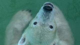 リンゴを食べるキロル(おびひろ動物園 ホッキョクグマ)