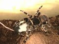 vogelspinne frisst maus.. tarantula eat a mouse..