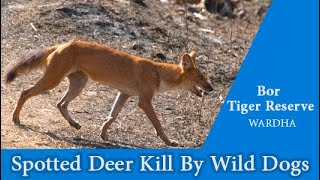 Spotted Deer Kill By Wild Dogs | Bor Tiger Reserve wardha | BTR | wardha forest | Attack Wild Dog