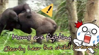 ASMR|D'jeeco Family|Gorilla|Iriki furiously fought with Tayari, D'jeeco came to stop immediately…