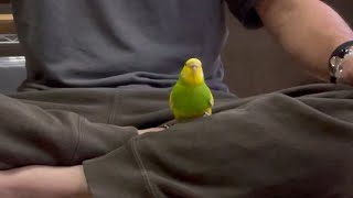 絶対に飼い主から離れないセキセイインコがこちらです。　(No.41)