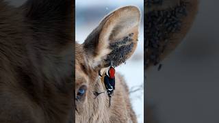 Oxpecker cleaning a Deer's nostrils and ears!