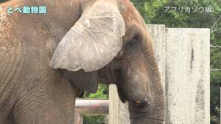 【4K】とべ動物園 アフリカゾウ編ecatv4k