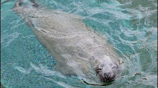 アシカ・アザラシの海　鴨川シーワールドへ行ってきました！　2018年5月26日　00016