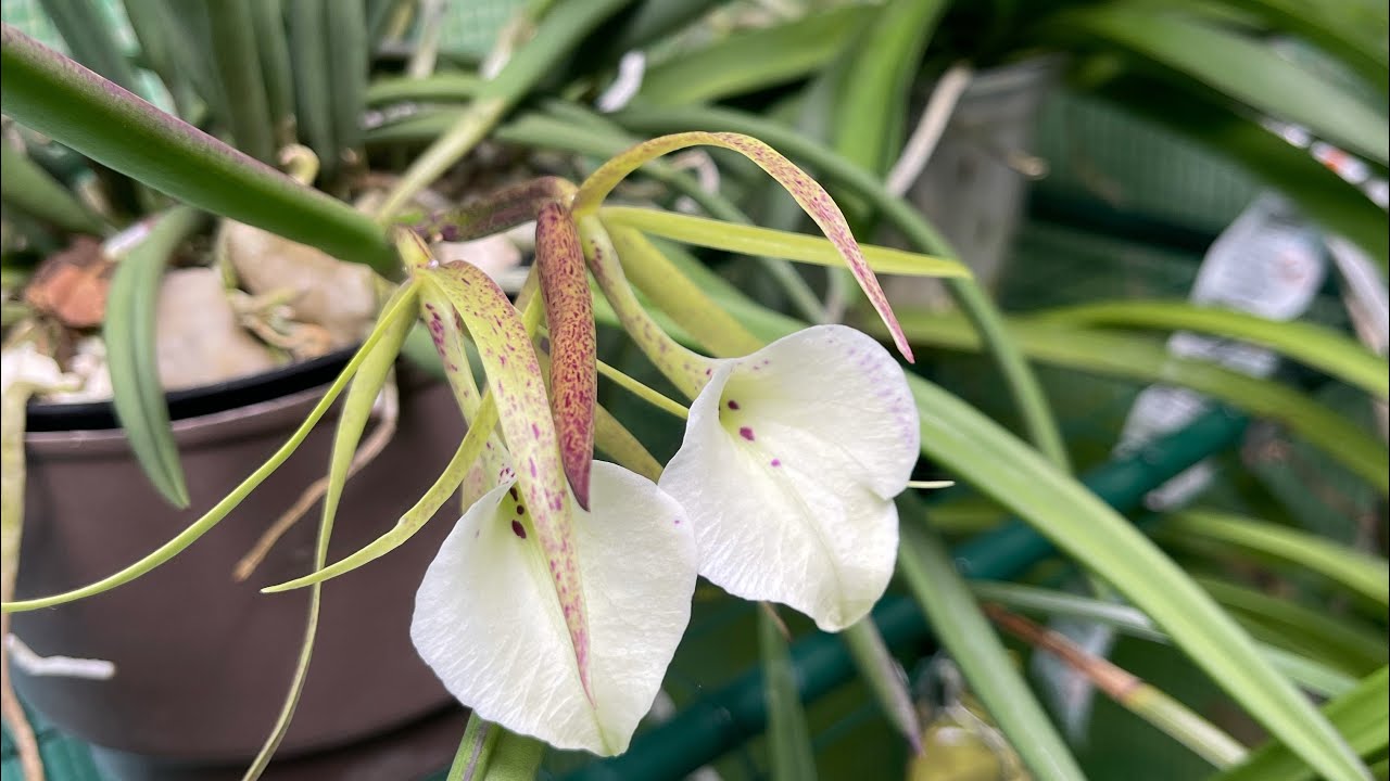 Brassavola. Nodosa “Bill’s Spots’ X Brassavola Nodosa ‘Susan Fuchs’ FCC ...