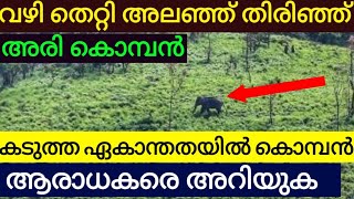 Ari Komban /വഴിതെറ്റി അലഞ്ഞ് തിരിഞ്ഞ് അരി കൊമ്പന് കടലിലേക്ക് വഴി അറിയില്ല ഏകാന്തതയിൽ