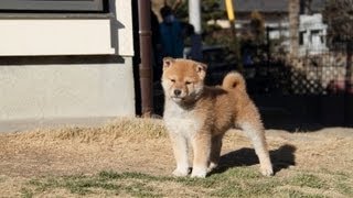 ID:1819　柴犬　赤柴　オス　子犬　生後58日目　shiba　inu