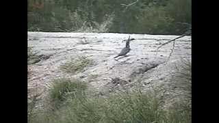 A Giant Kingfisher with a big fish but flies off before eating it  Feb 14, 2014