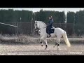 top fei quality pre dressage gp horse