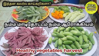 ❤️ நம்ம மாடிதோட்டம் 💙 நம்ம ஆரோக்கியம் | Healthy vegetables harvest at terrace gardern |  காய்கறிகள்