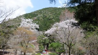 あるこ～お花見ハイキング（愛知県民の森）