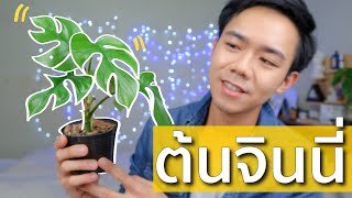 รีวิว ต้นจินนี่ วิธีการปลูก พร้อมปัญหาต่างๆที่เกิดขึ้น | Uncle Bank