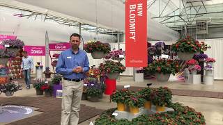 Bloomify Lantana from Ball FloraPlant