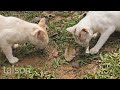 മോളേ ഒറ്റ വിളി മതി cat amazing funny