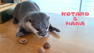 何でもジャグるカワウソハナの華麗な手さばき　Otter Hana Can Juggle Anything!