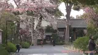 阿佐ヶ谷神明宮 桜 花見 東京都杉並区阿佐谷北 Asagaya Cherry-blossom viewing Tokyo Japan