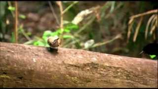 Magnificent Riflebird mating dance