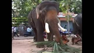 SAKTHIKULANGARA RAJESWARAN //ആനച്ചന്തംBEAUTIFUL  ELEPHANT PLANET