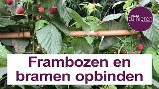 Stadstuinieren - herfstframbozen en bramen - opbinden met een stok