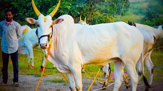 कै.सहादुमामा मारूती काळोखे,(देहुगाव)12:01मिली.यांची घाटात नाद खुळा बारी.(काळोखे \u0026 वाळुंज जुगलबंदी.)