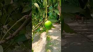 এবার আমের বাম্পার ফলন #shorts #viral #youtubeshorts