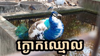 ក្ងោកឈ្មោល ពង់ទាក់ក្ងោកញី