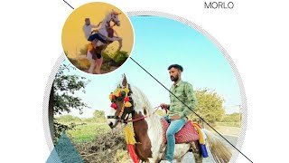 MORLO HAJANI PIPALIYA ||🖤👑|| મોરલો કુદે હો 🐎 #horselover #kathiyawadi_horse #horseriding #trainer