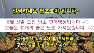 난초 판매영상입니다. (8/31 오전) 좋은 난초 가져왔으니 많은 관심과 성원 부탁드립니다 👍