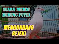 SUARA MERDU ‼️ BURUNG PUTER MATA MERAH !!! MASTERAN  BUAT LOMBA ll SUARA BURUNG PUTER GACOR