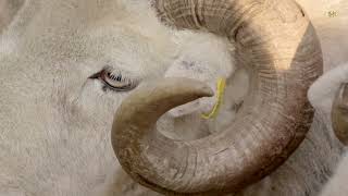 Iconic Herdwick Sheep, UNESCO Lake District, England. Fell Shepherd, Will Benson, Town Head Farm.