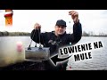 KARPIOWANIE NA MULE | Fox carp fishing