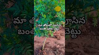 Beautiful flower మా తోటలో పూసిన చెట్టు | @driverbabuhelpinghand