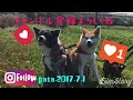 ボールの後始末は人間任せな秋田犬こむぎ【akita inu】@akita inu pata