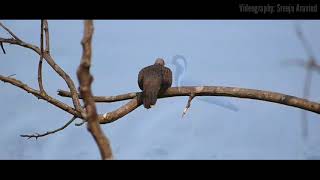 Birds in kerala കേരളത്തിലെ പക്ഷികൾ