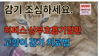 💖 고양이 감기. 허피스 , 상부호흡기질환을 치료해 보자