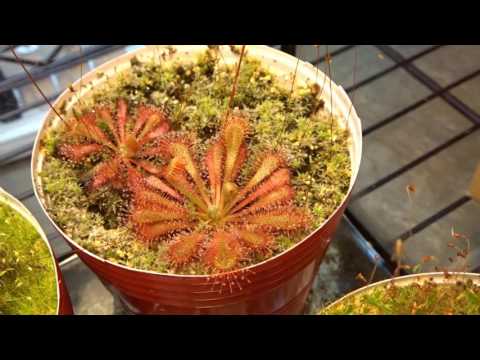 Let's Grow | Seed Starting Let's Grow | Seed Starting