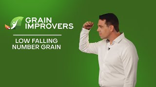 Low Falling Number Grain