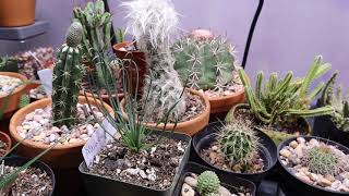 VLOG #11 Winter Update 2: Cactus and Succulents in Garage and Indoors