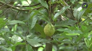 ಹೊಸ ಪ್ರದೇಶ ದಾವಣಗೆರೆಯಲ್ಲಿ ಜಾಯಿಕಾಯಿ, ಏಲಕ್ಕಿ - ಶ್ರೀ ರಂಗನಾಥ | Jaikai and Cardamom in Davanagere