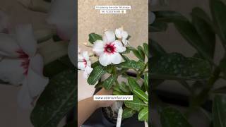 Rare Imported Adenium Plant Online Shopping 🪴 #adenium #plants #garden #flowers