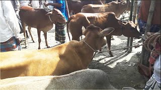 সকল জাতের বকনা বাছুরের দাম দর জানুন এই শীতে নীলফামারীর মীরগঞ্জ হাটে/Sayed Ahmmed BD