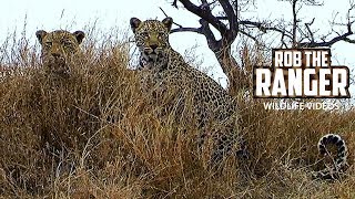 Two Very Active Leopards | Archive Leopard Footage