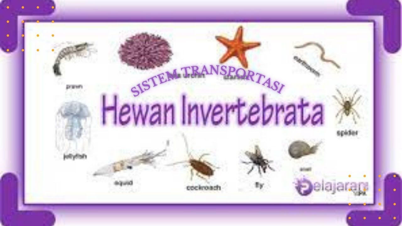 Sistem Transportasi Pada Hewan (Invertebrata) - YouTube