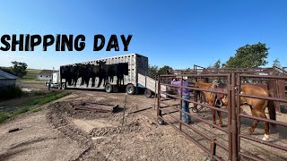 Shipping 850 pound Stocker Heifers off grass, Gained over 2 pounds a day!