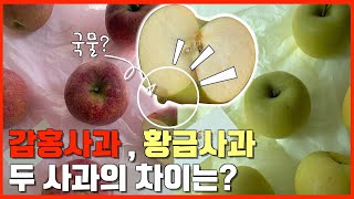 사과에서 망고스틴 맛이 난다고?? 두 품종 사과 맛비교