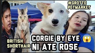 #Bye Eye Na Corgie Ni Ate Rose#British Shorthair ni kuya Ang cute 🥰👍❤️#Grotto Petmarket 👍