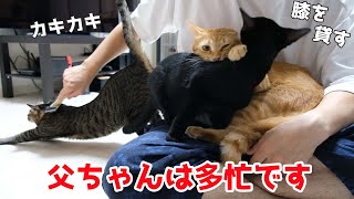 人間の膝の上でじゃれ合う猫たち